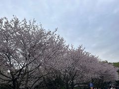 -武汉大学-樱园