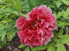 -莲花池公园