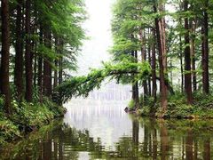 -铁山坪森林公园