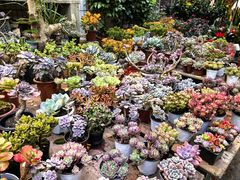 -桂林市花鸟市场