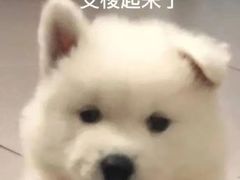 -花迹·金陵南京菜(老门东店)
