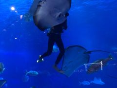 -烟台海昌鲸鲨海洋公园