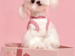 -萌宠之家·腊肠犬·马尔泰·小体犬舍
