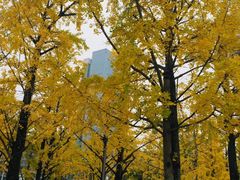-百林公园-两江幸福广场