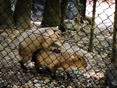 -可伦宾野生动物保护区
