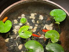 -曲水兰亭(北京四惠店)