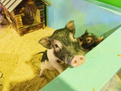 -酷嗒动物文化乐园(cutezoo西溪乐天城店)