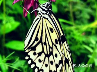水牛早就躲到了池塘里，整个身子埋在了池水中