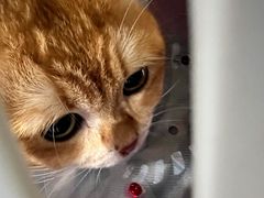 -天使宠物医院·犬猫分诊(彩虹店)