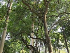 -广西壮族自治区药用植物园