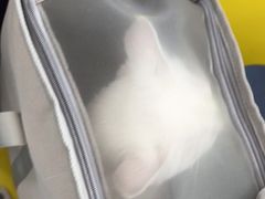 -宠颐生宠物医院外科·内科·皮肤科·影像科(石龙店)
