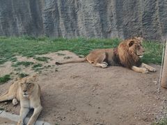 -北京野生动物园