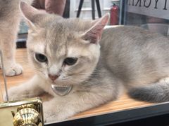 -袖虎·猫馆(体育西路店)