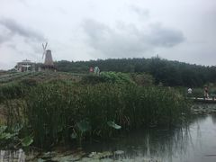 -大塘金香草谷