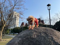 -宠颐生斯嘉宠物医院·急重症·心内科(谷阳北路分院)