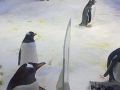 -芜湖新华联大白鲸海洋公园