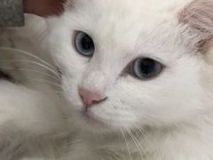 -芭比堂动物医院·犬猫全科·异宠专科(雁塔分院)