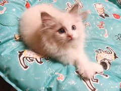 -关爱宠物医院·猫科中心·消化科(滨湖万达分院)