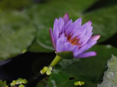 -成飞公园