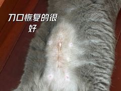 -康成宠物医院24H·CT·核磁共振