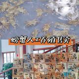 阳澄湖畔大闸蟹🎈山水蟹庄蟹全友🦀解锁秋日第一只螃蟹吧🔥