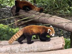 -都江堰中华大熊猫苑