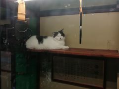 -猫咪博物馆(顶澳仔猫街店)