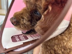 -邢大夫动物医院