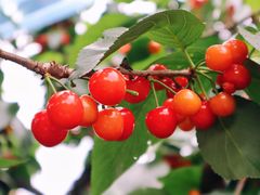 -樱桃山旅游景区