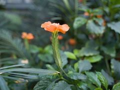 -国家植物园南园