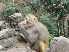 -黔灵山公园