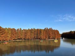 -上海海湾国家森林公园