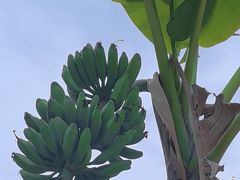 -云溪植物园