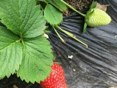 -万源龙顺度假庄园生态观光园