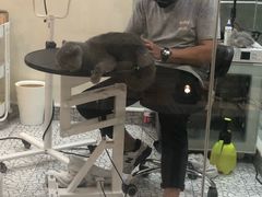 -momokira米努特·德文卷毛猫·棉花面纱犬