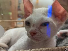 -帕帕拉兹宠物(亚洲旗舰店)