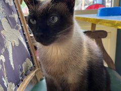 -猫小院猫主题餐厅(南锣旗舰店)