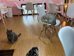 -李小姐の猫咖啡馆(五角场店)