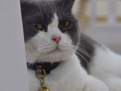 -李小姐の猫咖啡馆(五角场店)