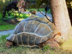 -云南野生动物园