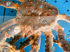 -蟹后Crabber(水悦城店)