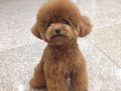 派多格宠物店(晋丰大厦店)-派多格宠物(鼓楼店)