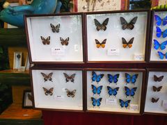 -上海昆虫博物馆