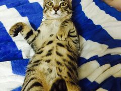 -彩虹桥宠物火化殡葬善终服务(金乐大厦店)