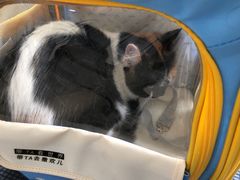 -瑞派宠物医院·犬猫全科·猫友好(宾水西道店)