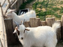 -祥源·阜阳生态乐园