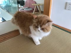 -猫在这儿猫咪咖啡馆·撸猫馆