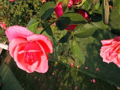 -亚龙湾国际玫瑰谷