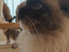 -Let's go狗咖·猫咖·奶狗·桌游(春熙路IFS店)