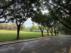 -银湖山郊野公园-相思林